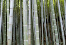 Bambusowy Tło