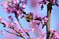 Biene auf Redbud-Blüten