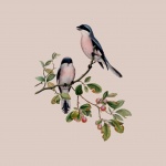 Pájaros en rama vintage