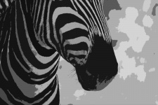 Recorte preto e branco de zebra