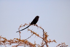 Oiseau noir avec une longue queue