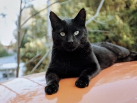 Gato preto no topo do carro laranja