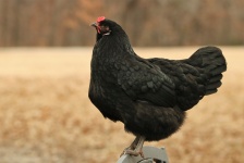 Black Chicken Close-up