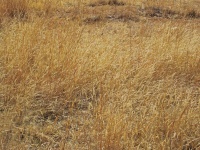 Bleached long dry grass in winter