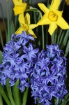 Modrý hyacint a narcisy