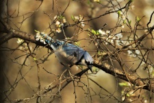 Blue Jay und Frühlingsblüten