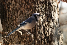 Blue Jay im Baum