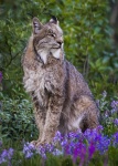 Lince rossa