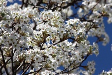 Bradford Pear Tree în primăvară