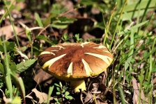 Brown Bolete Mushroom w trawie