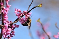 Bumble Bee On Redbud Blooms