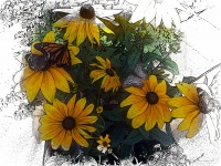 Schmetterlinge auf Sonnenblumen