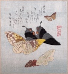 Schmetterlinge-Vintage Kunstdruck