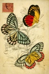 Carte postale vintage de papillons