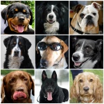 Hunde-Collage
