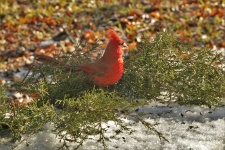 Cardinal sur des branches de cèdre
