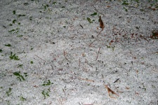 Carpet Of Hail On A Lawn