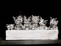 Gatos vestidos de chá vintage
