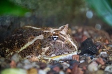 Chaco Horned Frog