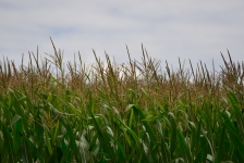Kukorica mező