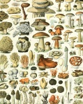 Cogumelos por Adolphe Millot