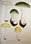 Mushrooms By Joseph ROQUES 1832