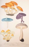 Cogumelos por Joseph Roques 3