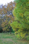 Växlande färger på träd på hösten