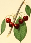 Cerezas Frutas Cerezas 1848