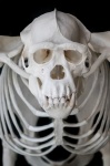 Csimpánz csontváza