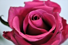 Close-up Of A Pink Rose
