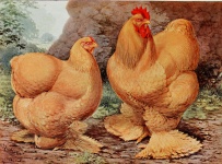 Cochin Chicken & Cock