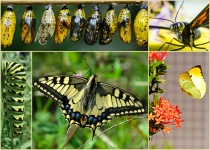 Collage of Butterflies