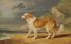 Peinture vintage chien collie