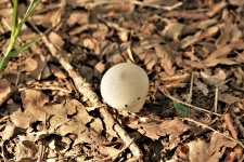 Ciupercă de Puffball în frunze