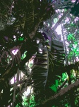 Cutout image of large tropical leaf