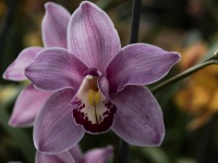 Orchidej Cymbidium