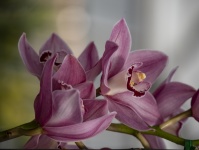 Orchidej Cymbidium