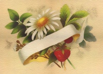 Daisy akvarell Vintage virág