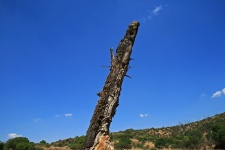 Dead stump of tree against blue sky