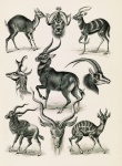 Dibujo Vintage Ciervos