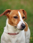 Cane Jack Russell Terrier