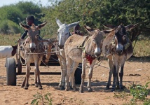Chariot à ânes avec quatre ânes