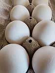 Dozeny vejce