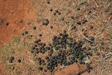 Droppings of small animal in africa