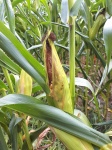 Ears Of Corn