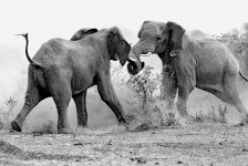 Kruger elefántai