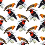 Tapeta na pulpit Tapety egzotyczne ptaki