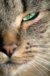Olho verde do gato