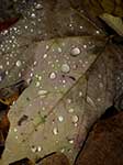 Spadek liści i krople deszczu